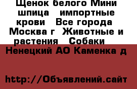 Щенок белого Мини шпица , импортные крови - Все города, Москва г. Животные и растения » Собаки   . Ненецкий АО,Каменка д.